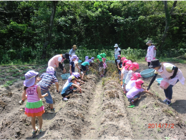 さあイモ掘りだ！