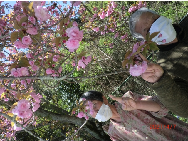 満開の桜とピース！！