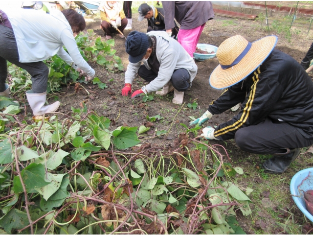 大きいさつま芋できてるかな
