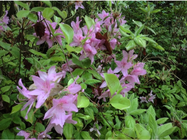 脇には色々な花も咲いています