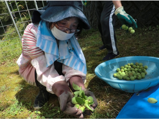 たくさん採れたよ