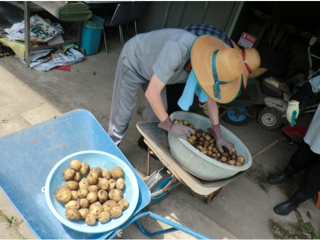 食事で食べるじゃがいもは…