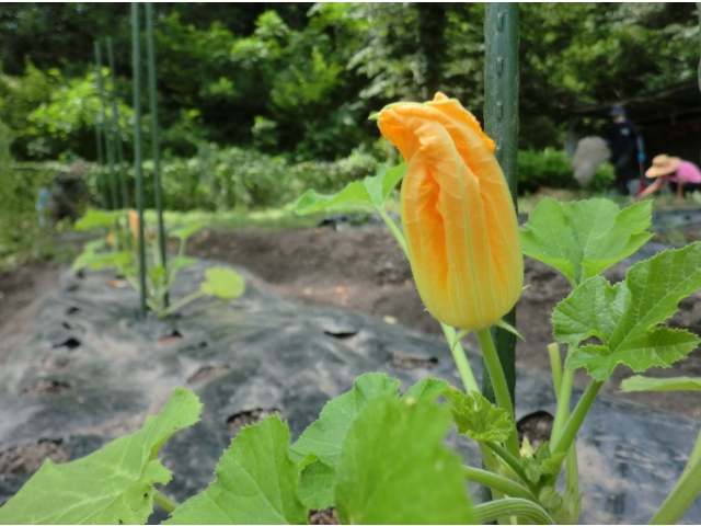 ズッキーニの花