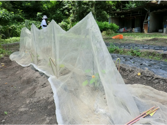 大きく育ちますように