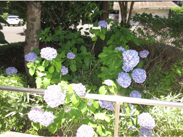 職員玄関前のアジサイ