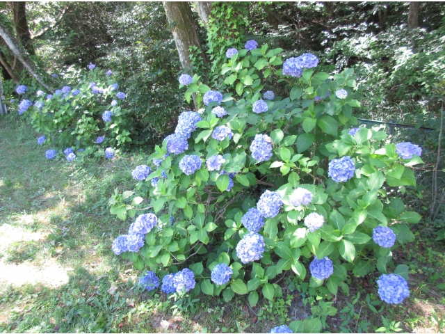 こちらはグラウンドのアジサイ