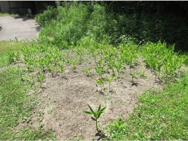 畑手前のミョウガも若芽が伸びてきています。