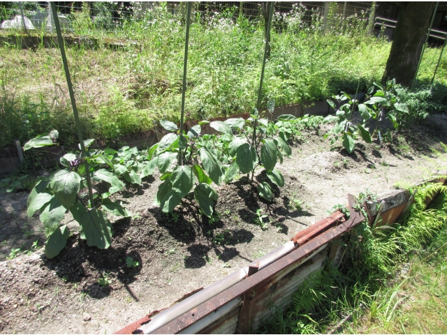 利用者が育てているナス