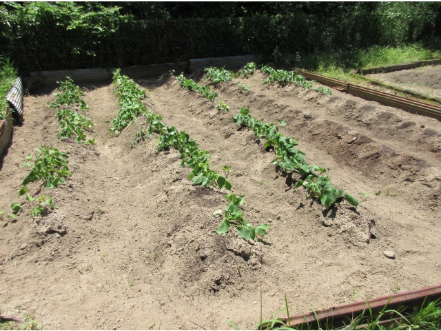 サツマイモは秋に向けて暑さに耐えています