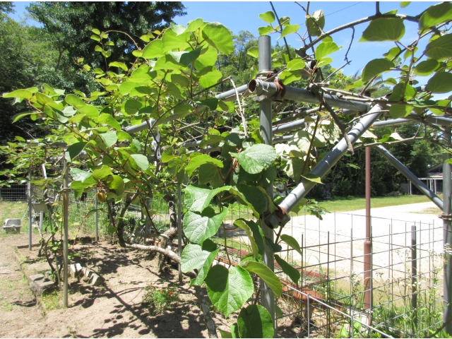 こちらはキウイ棚
