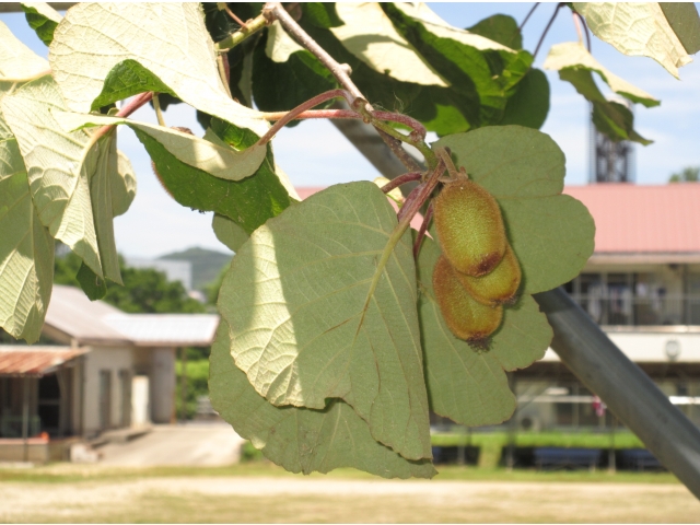 キウイの実がなっています