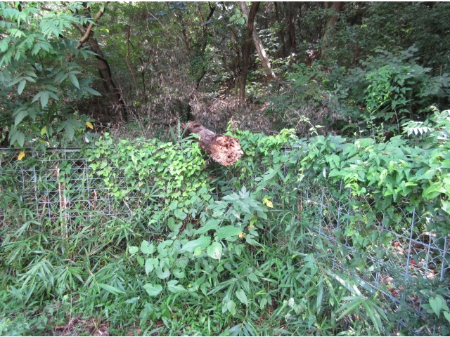 はしごをかけたような形に。