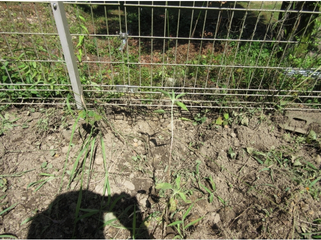 抜け出られそうなすき間が。