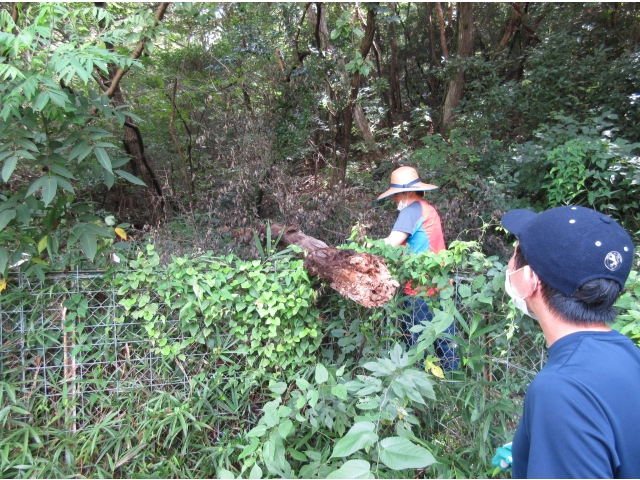チェーンソーの扱いも慣れたものです。