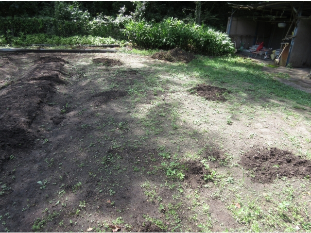 玉ねぎ畑の跡を掘られてます。