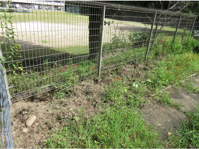 花が咲く前のマリーゴールドとヒマワリが食べられました…。
