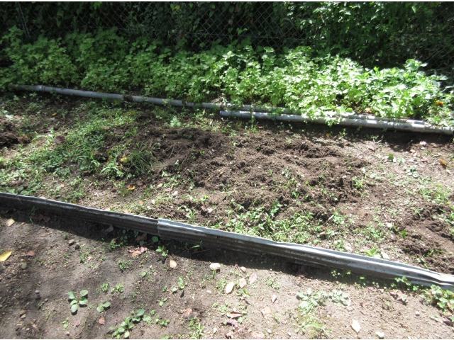 植込みの草もやられています。