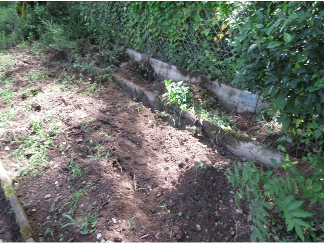 草取りの手間は省けましたが…。