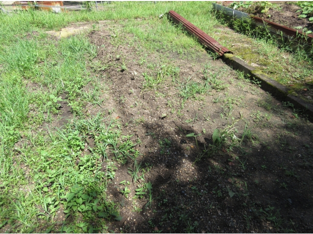 サツマイモの葉も…。