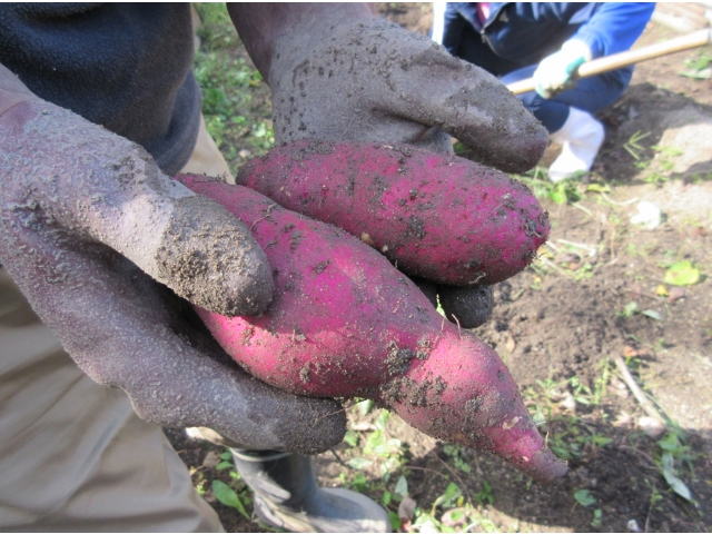 大きく育ちました