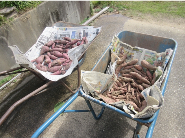 天日に干します