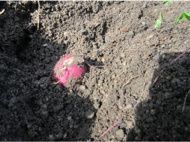 さつま芋発見！