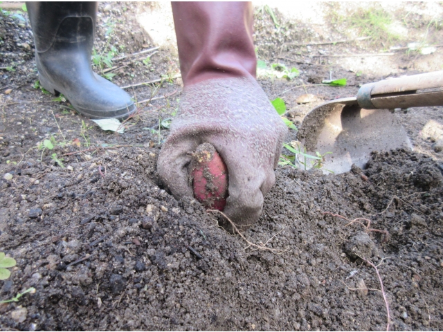 丁寧に引っこ抜きます