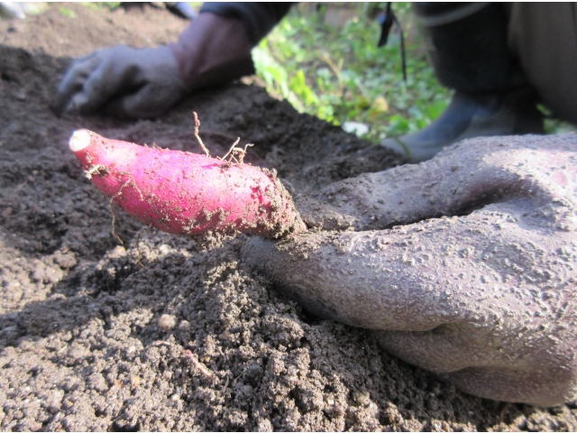 またまた小さい芋