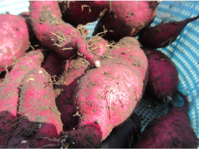 きれいで立派なさつま芋も