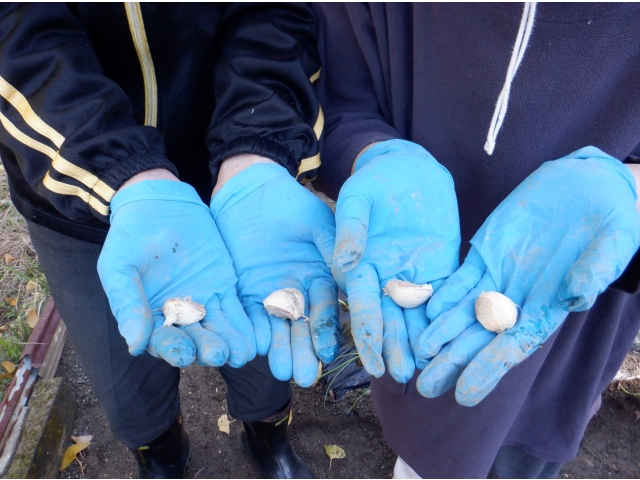 このニンニクです。