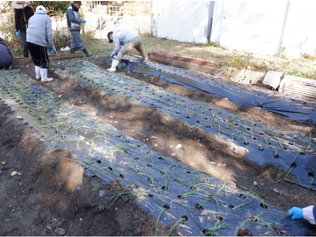 こんなにも植えました。