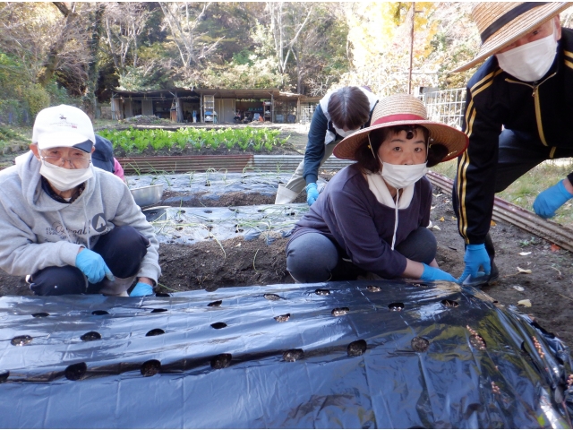 穴に植えていきます。