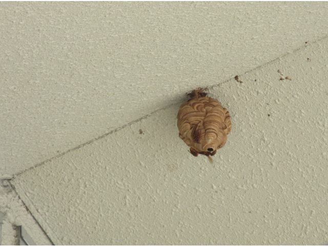 駆除時はこれより一回り大きくなっていました