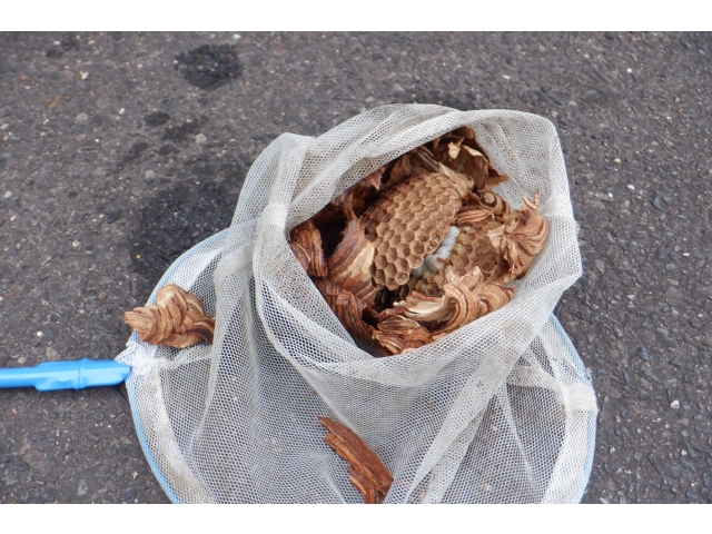 取れましたー！