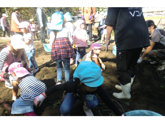 あっちもこっちもお芋があるよ