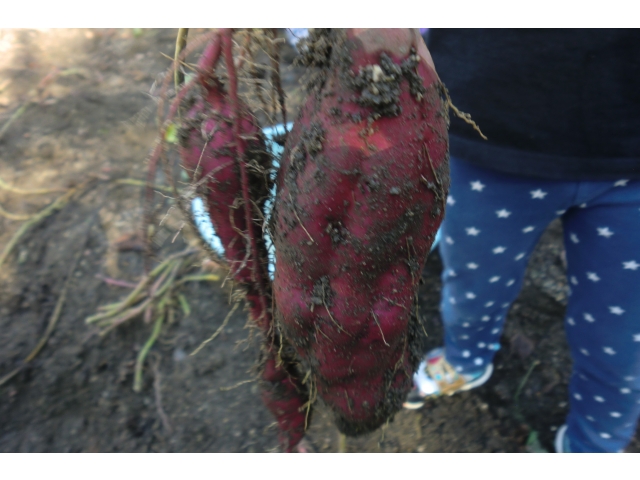 大きなさつま芋だね！