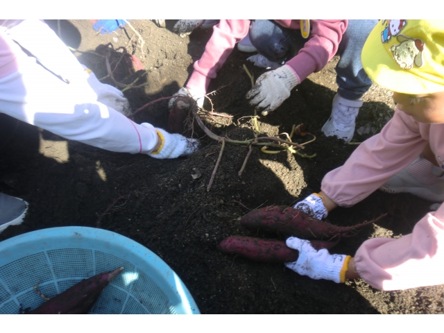 たくさん掘れたねぇ