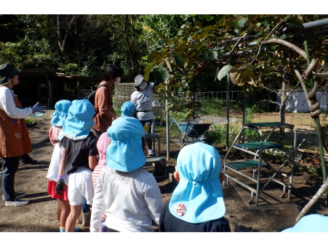 どうやって採るのかな？