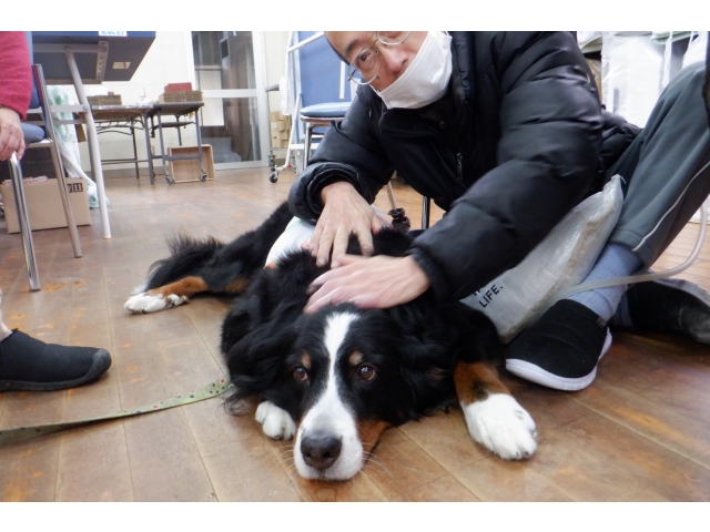 とても温厚なワンちゃん✨