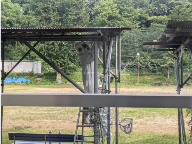 スズメバチがたくさん飛んでいました😭