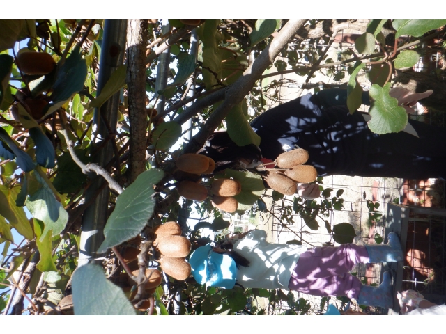 キウイ狩りもありますよ～