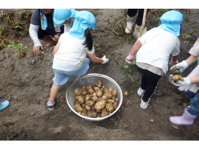 沢山収穫できました⭐