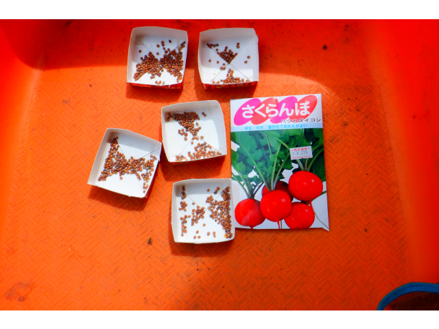 ラディッシュの種
