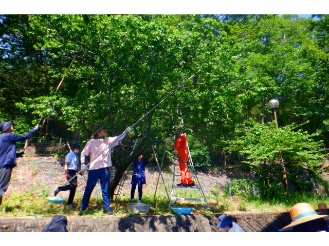 高所なので職員が実をつついて落とします