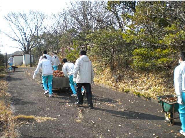 枯葉をリヤカーで上の農園まで運ぶところです。