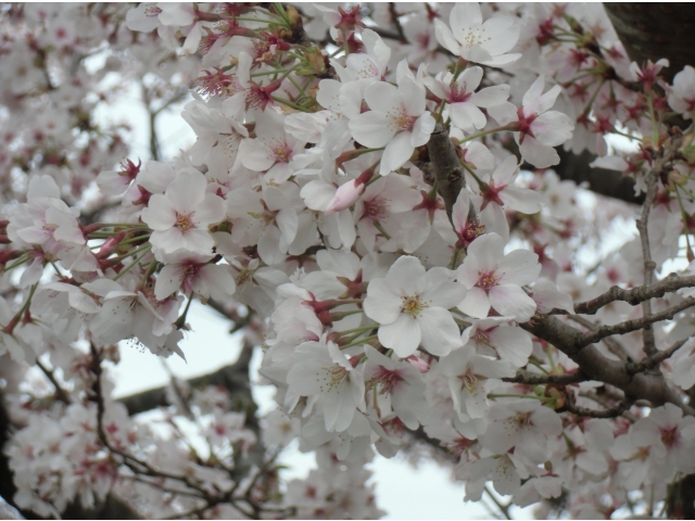 藤川の里の桜です