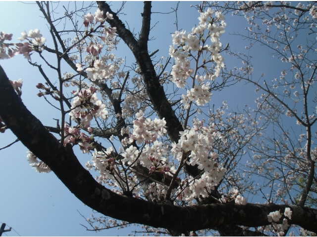 3月31日の藤川の里の桜の木です