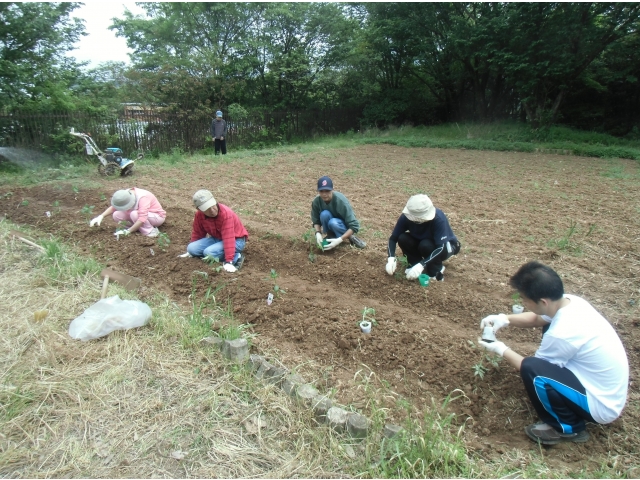 （3）ピーマンやトマトの夏野菜。