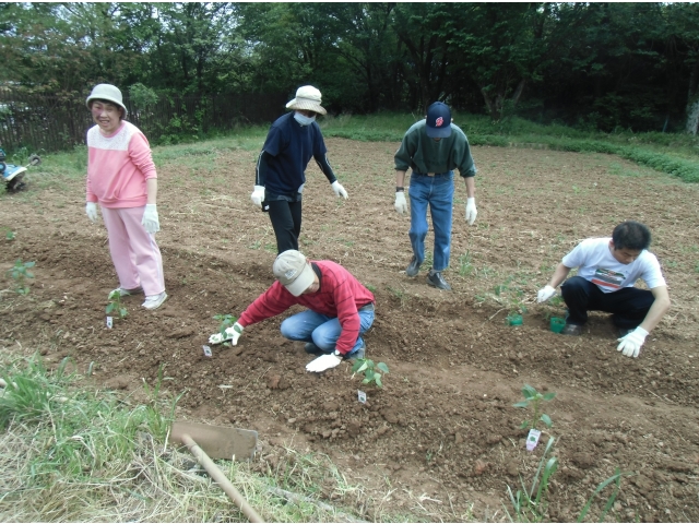 （4）みんな、一生懸命植えています。