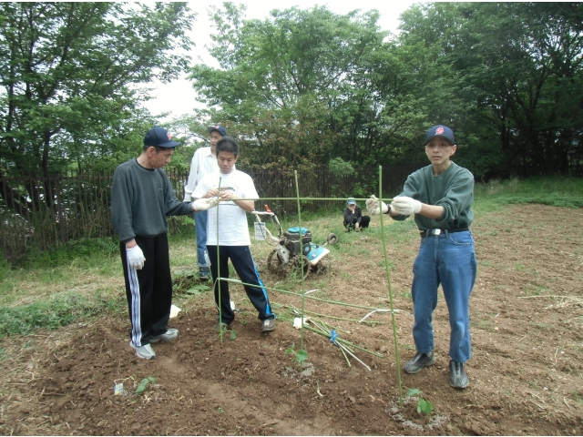 （5）キュウリの支柱立て作業。
真剣です。